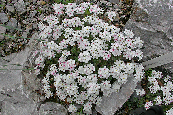 Androsace villosa v. arachnoidea