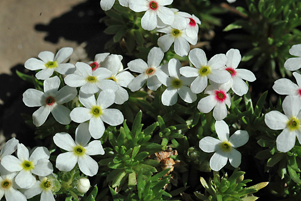 Androsace villosa v. glabrata