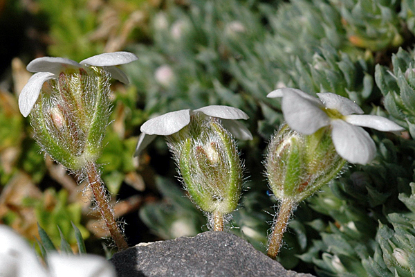 Androsace villosa v. congesta