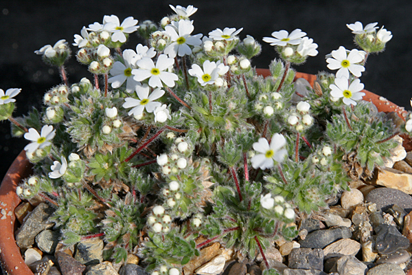 Androsace villosa v. kosopolyanskii