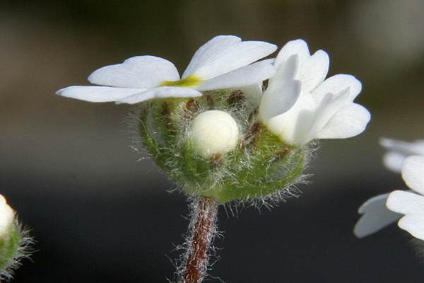 Androsace villosa v. kosopolyanskii