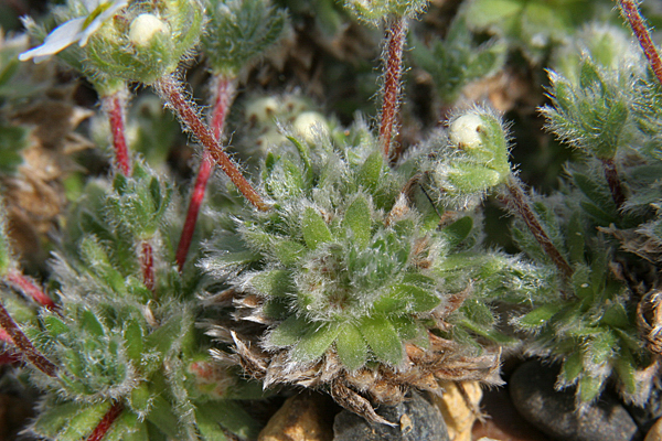 Androsace villosa v. kosopolyanskii