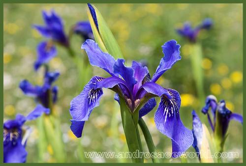 Iris delavayi / bulleyana
