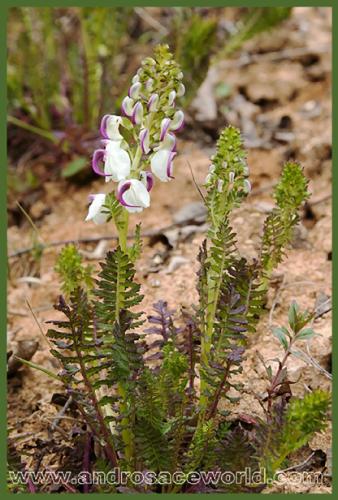 Pedicularis monbaigiana