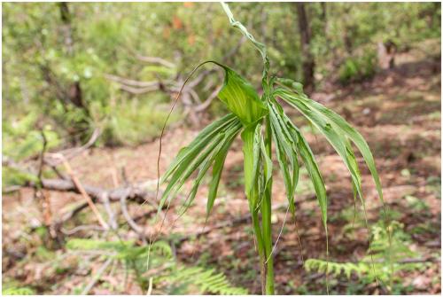 Arisaema consanguineum