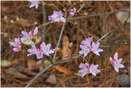 Rhododendron cf. microphytum