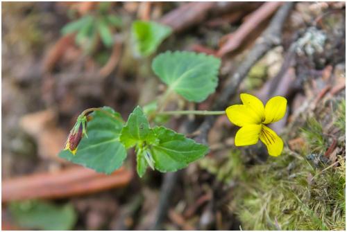 Viola cf. cameleo