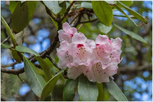 Rhododendron cf. lukiangense