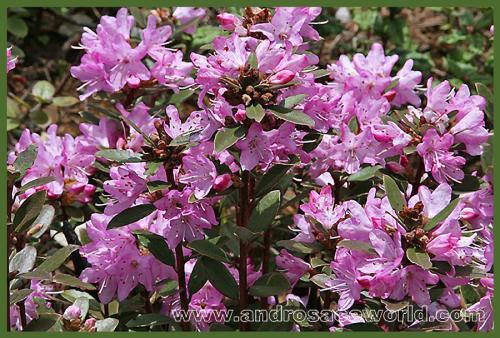 Rhododendron aff. racemosum