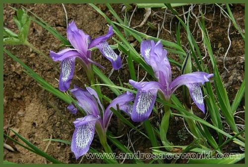 Iris ruthenica v. nana