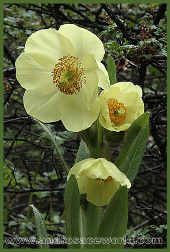 Meconopsis pseudointegrifolia