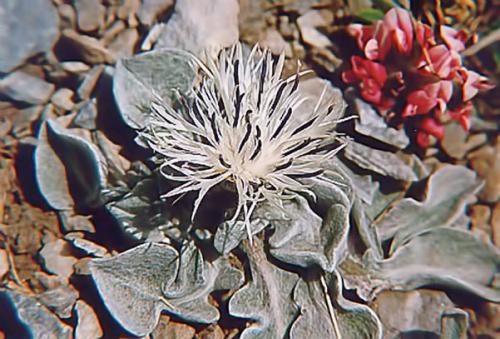 Centaurea pindicola