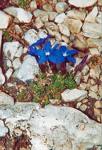 Gentiana bavarica ssp. subacaulis