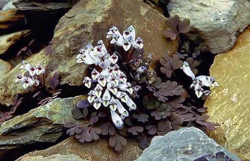 Corydalis latiflora