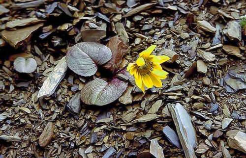 Cremanthodium purpureifolium