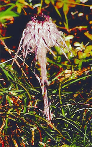 Saussurea graminifolia