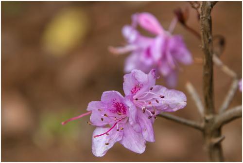 Rhododendron cf. microphytum