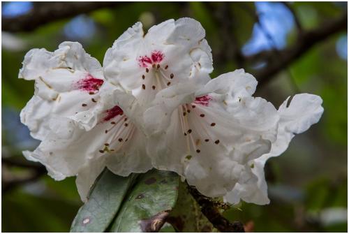 Rhododendron cf. lukiangense