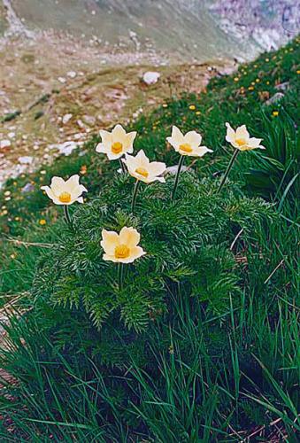 Pulsatilla alpina spp. apiifolia